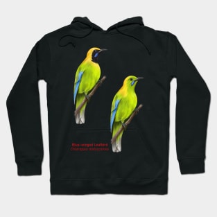 Blue-winged Leafbird | Chloropsis moluccensis ⚥ Hoodie